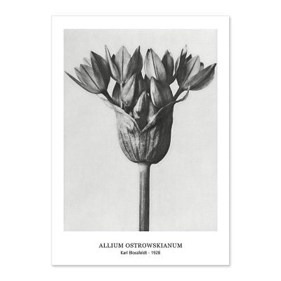 Abstract Vintage Classical Black & White Botanical Wall Art Pictures For Living Room