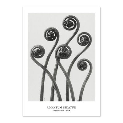 Abstract Vintage Classical Black & White Botanical Wall Art Pictures For Living Room