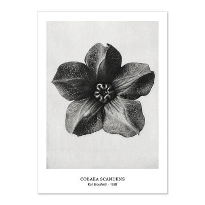 Abstract Vintage Classical Black & White Botanical Wall Art Pictures For Living Room