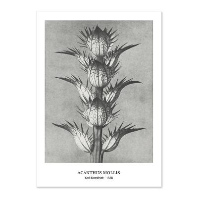 Abstract Vintage Classical Black & White Botanical Wall Art Pictures For Living Room