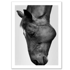 Black & White Horse Poster Wall Art Fine Art Canvas Print Equestrian Picture For Living Room