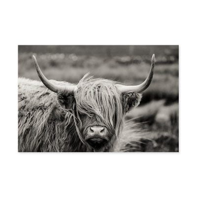 Northern Landscape Highland Cattle Wall Art Black & White Print For Home Office Decor