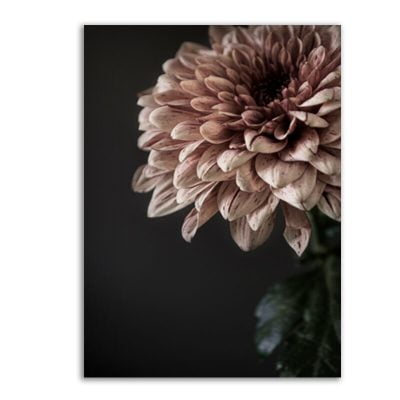 Pink Dahlia Pink Floral Wall Art Fine Art Canvas Prints Modern Botanical Pictures For Living Room