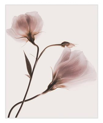 Light Shades Of Pink Beige Gallery Wall Art Modern Landscape Floral Pictures For Living Room