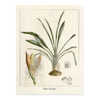 Tropical Botanical Species Illustration Wall Art Posters For Living Room Dining Room Decor