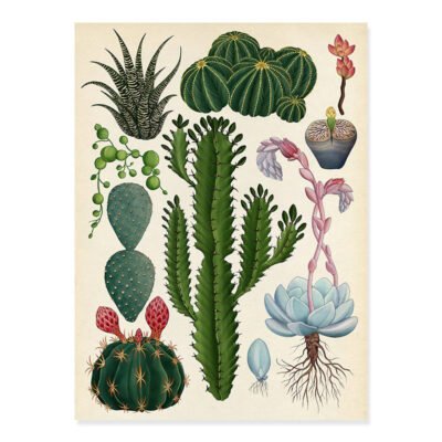 Tropical Botanical Species Illustration Wall Art Posters For Living Room Dining Room Decor
