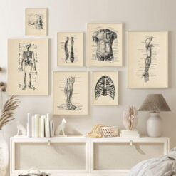 Vintage Anatomy Posters Wall Art Medical Specimen Pictures For Living Room Dining Room Decor
