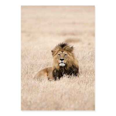 Wild Animals Of Africa Wall Art Nature Botanical Pictures For Living Room Dining Room Decor