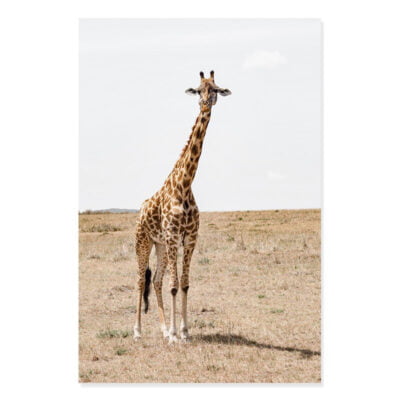 Wild Animals Of Africa Wall Art Nature Botanical Pictures For Living Room Dining Room Decor